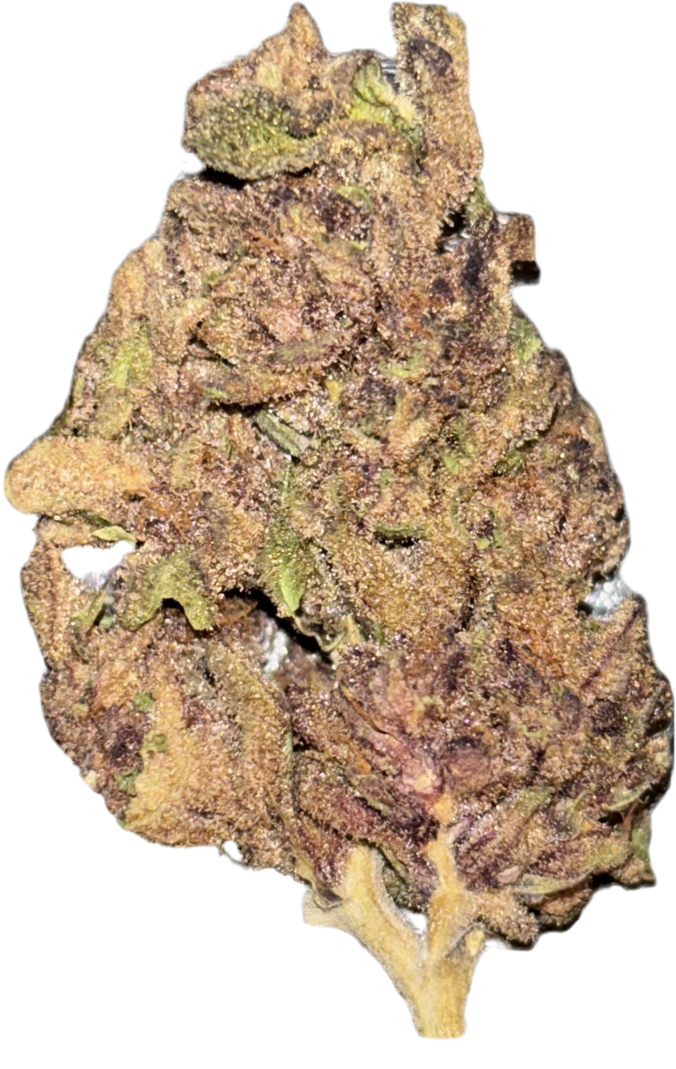 Gorilla skunk